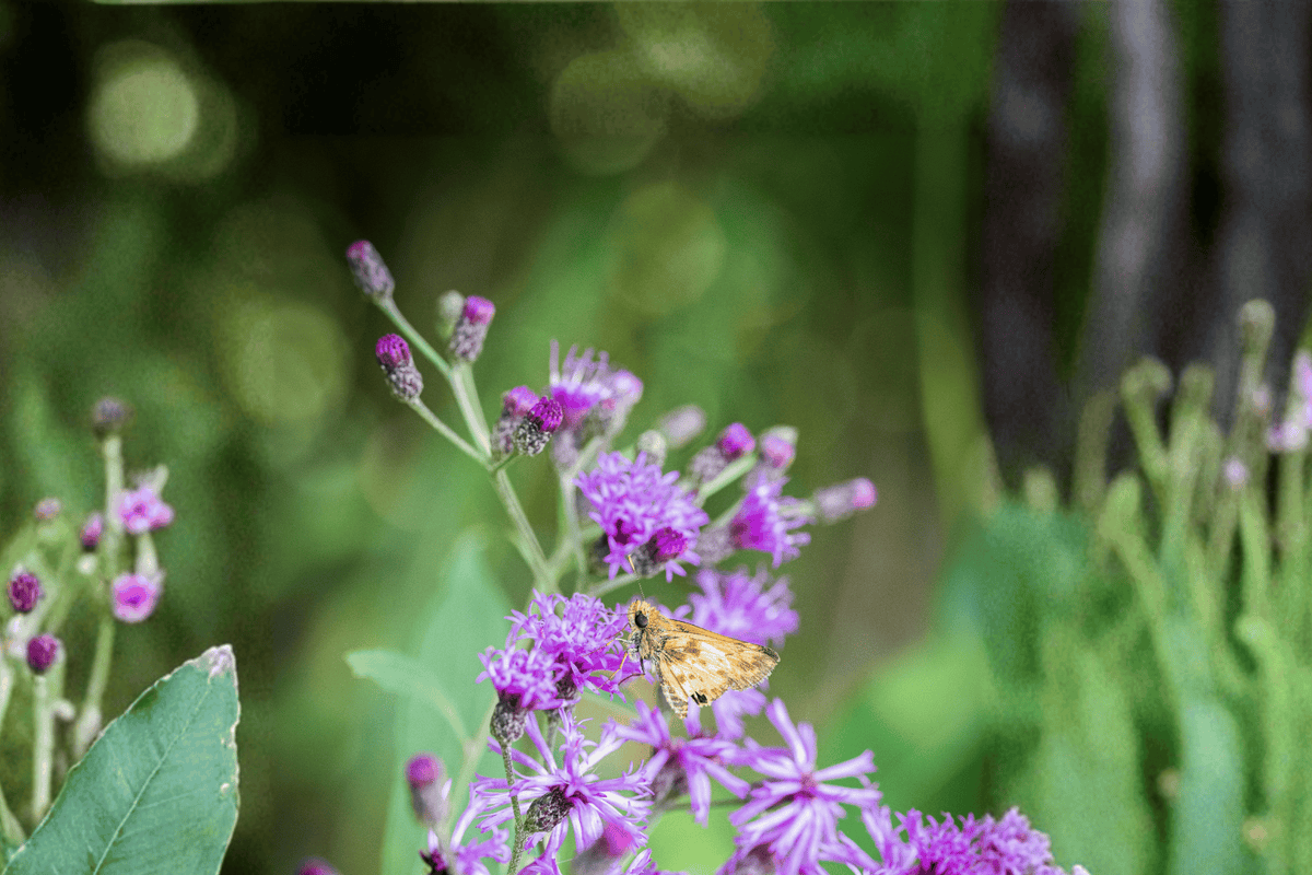 Iron Butterfly Narrow-Leaf Ironweed 1 Live Perennial Plant, Quart Pot – Vernonia lettermannii ‘Iron Butterfly’