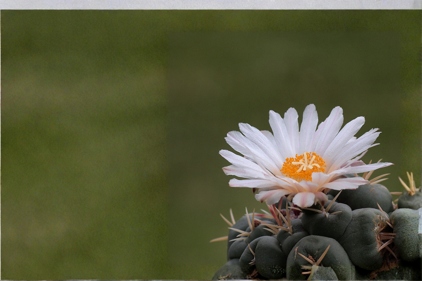 Thelocactus lloydii Seed Grown Live Cactus – Rare Succulent Specimen Plant