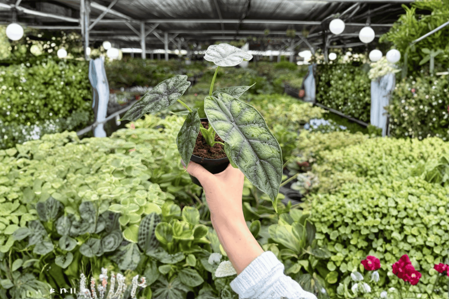 Alocasia Dragon Scale 2 Exact Live Plants – 4-Inch Pots – Alocasia baginda ‘Dragon Scale’