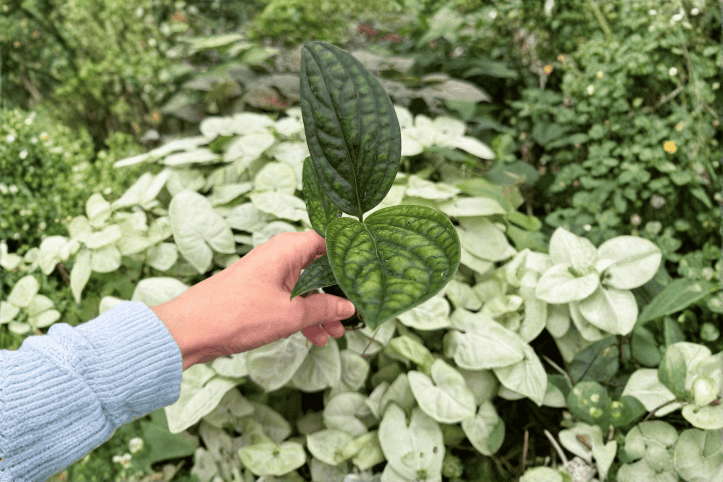 Variegated Monstera Peru 2 Exact Live Starter Plants – Monstera karstenianum