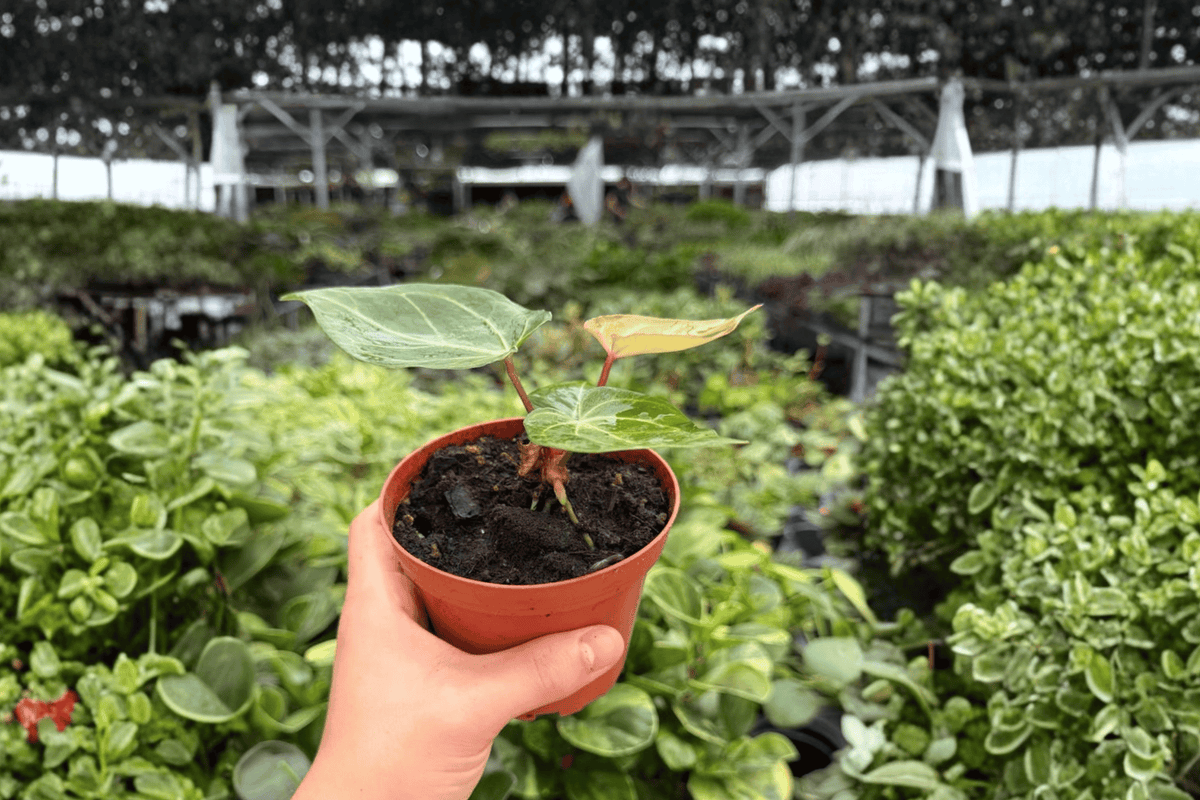Anthurium Hoffmanii × Red HU – 2 Exact Live Plants, 4-Inch Size – Anthurium Hybrid