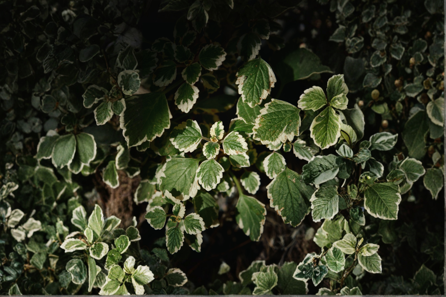 Variegated Swedish Ivy Live Plant in 4-Inch Pot – Plectranthus forsteri 'Marginatus' Houseplant