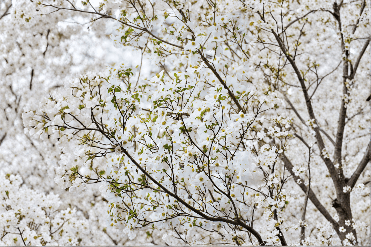 Cherokee Princess Flowering Dogwood 1 Live Tree – Cornus florida ‘Cherokee Princess’ – 1 Gallon Pot – 3–4 ft
