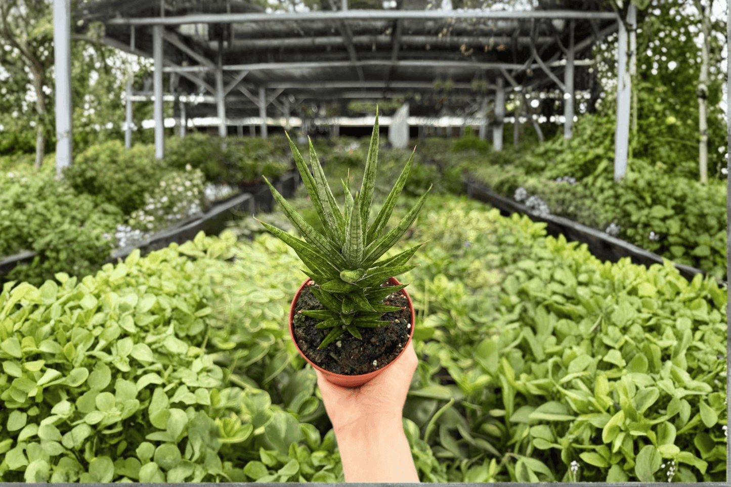 Sansevieria Francisii 2 Exact Live Plants – 4-Inch Pots – Dracaena francisii