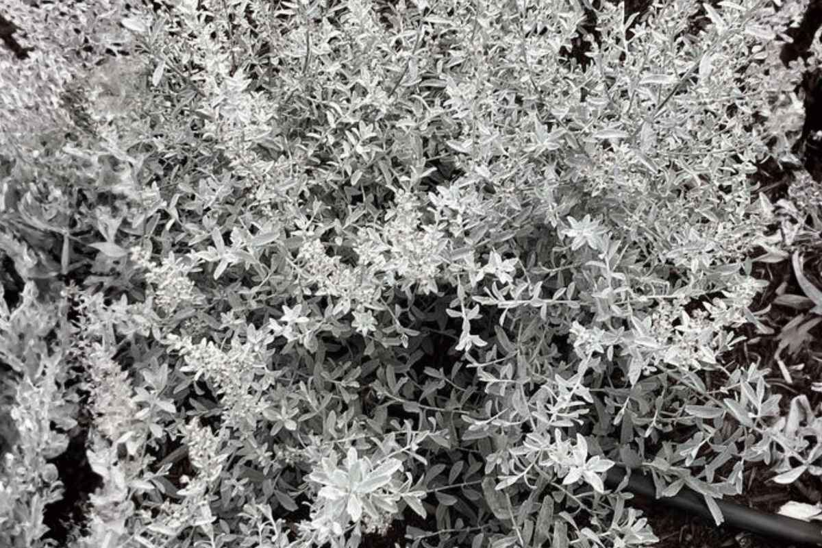GardenGhost™ Artemisia 1 Live Plant – Artemisia ‘Garden Ghost’ – 1 Gallon Pot