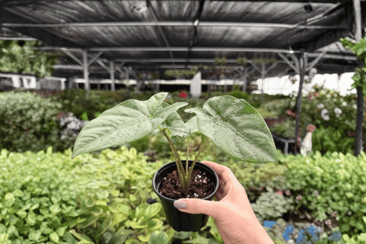 Alocasia Corazon 2 Exact Live Plants – Specific 4-Inch Pots – Alocasia ‘Corazon’