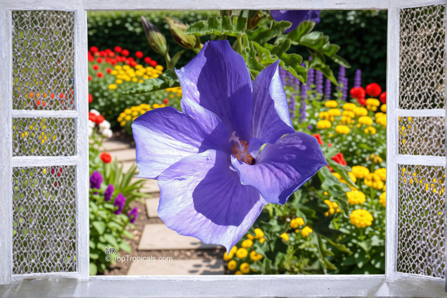 Blue Hibiscus Live Starter Plant – Alyogyne huegelii – Well Rooted Plant in Container
