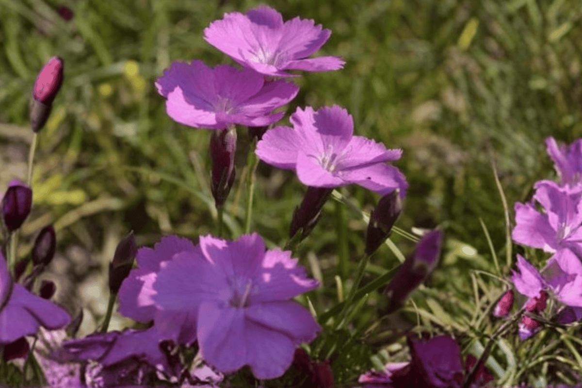 Fire Witch Pinks 1 Live Plant – Dianthus gratianopolitanus ‘Feuerhexe’ – Quart Pot