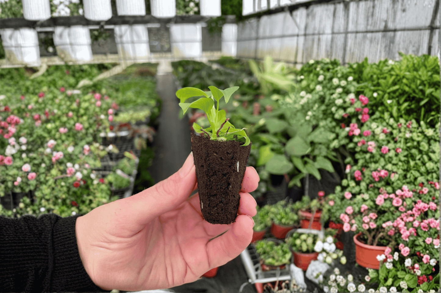 2 Philodendron Fibraecataphyllum Starter Plants – Bare Root – Philodendron fibraecataphyllum