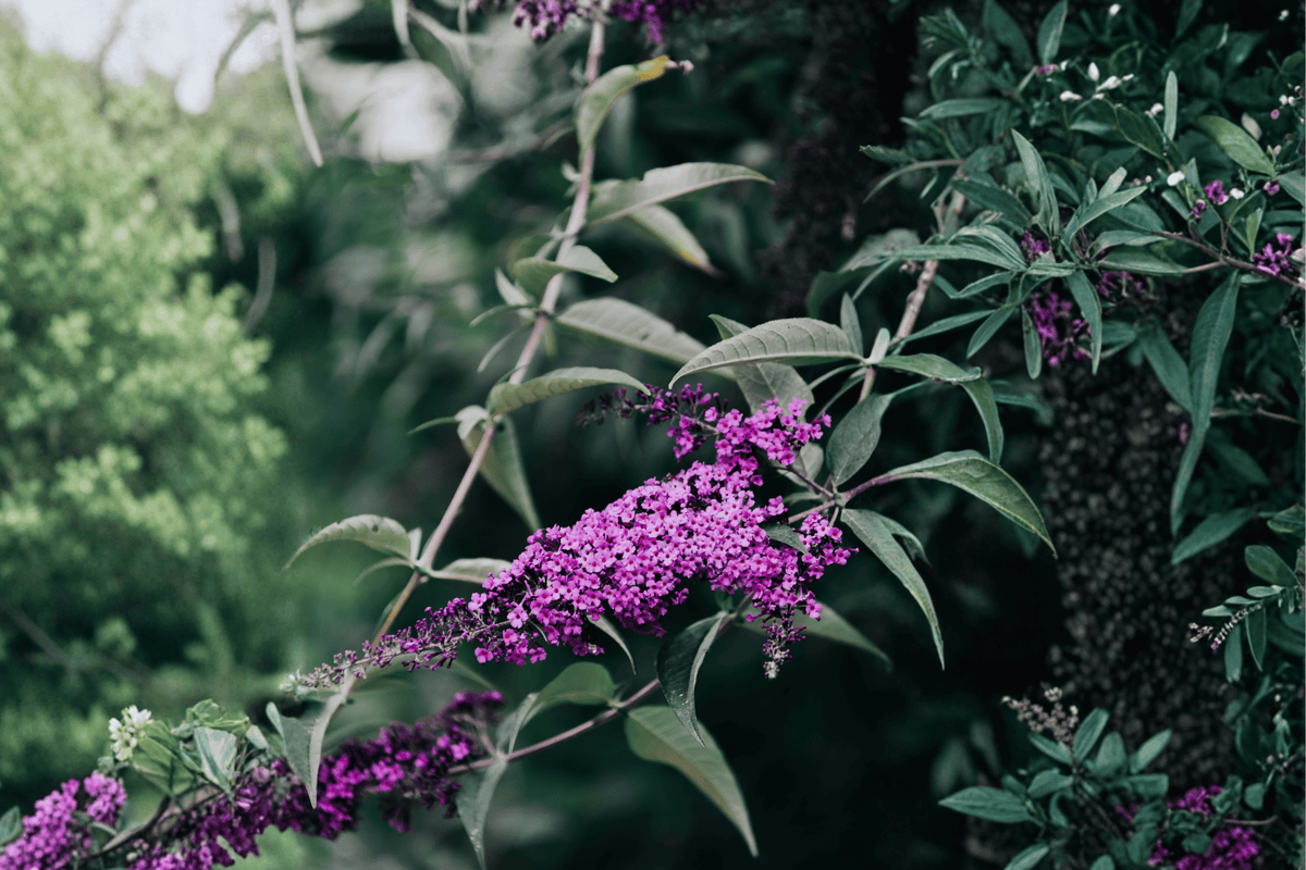 Lo & Behold Ruby Chip Butterfly Bush – 3 Gallon Pot