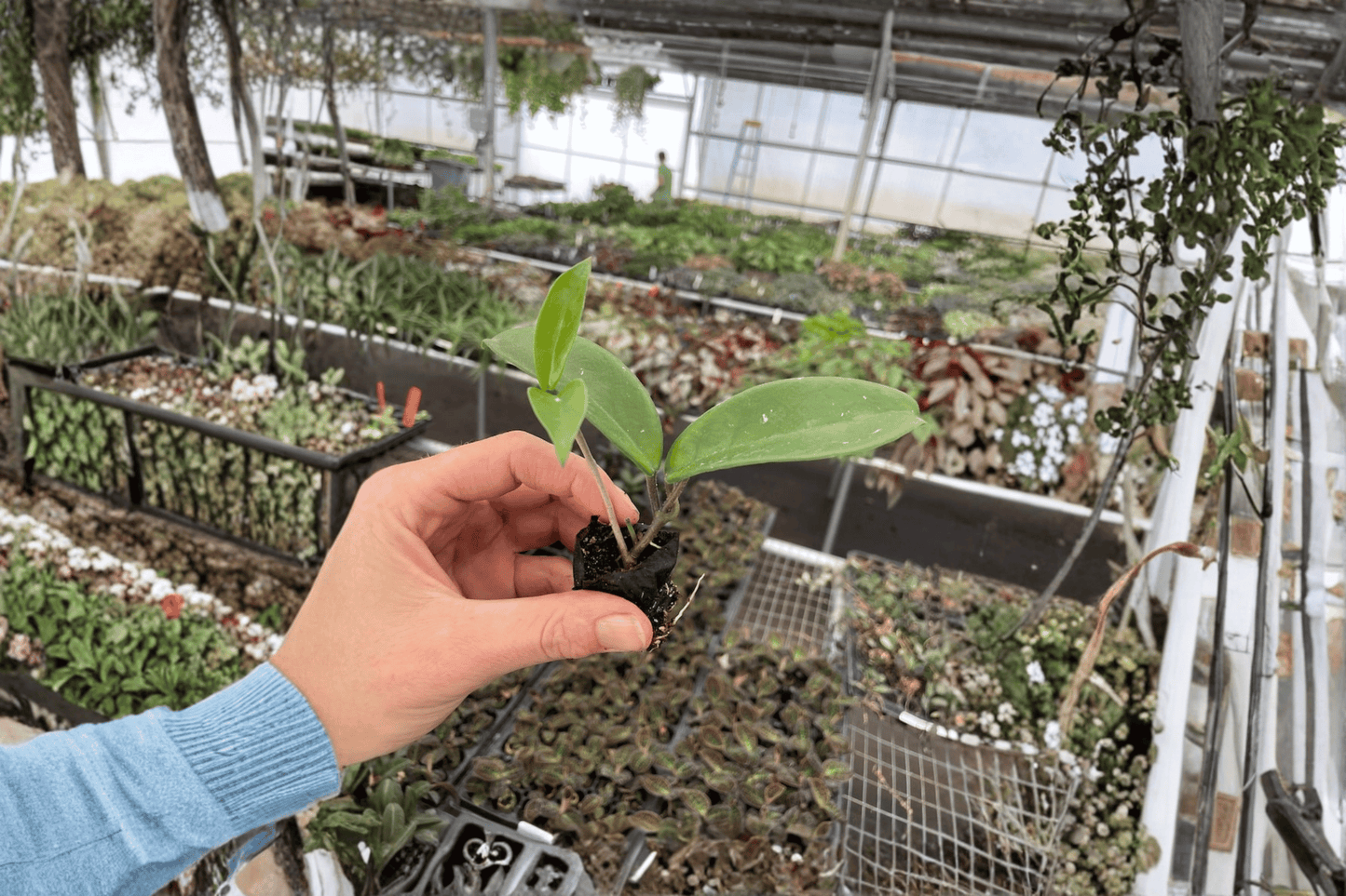 2 Hoya 'Jade' Starter Plants – Hoya Bare Root Live Plants