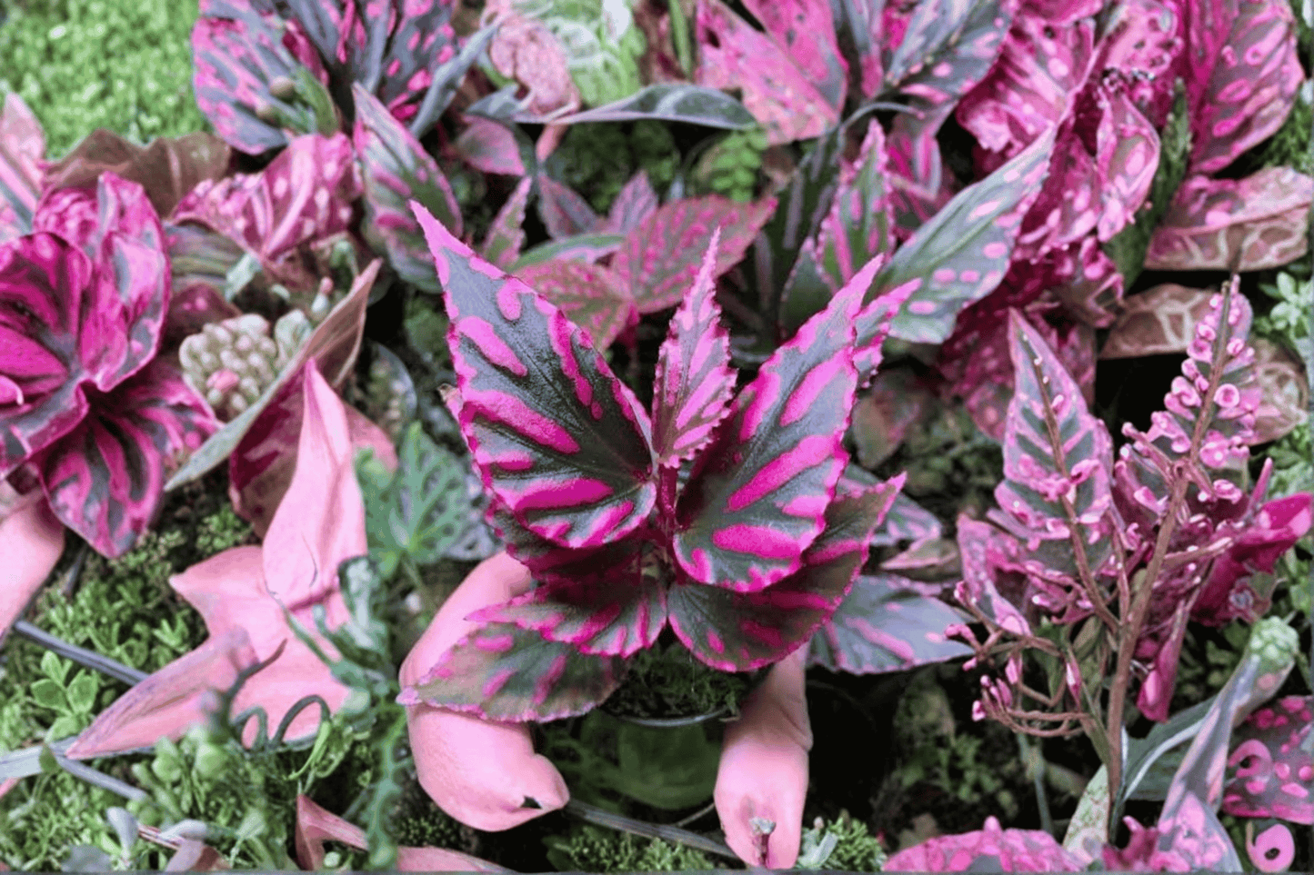 2 Begonia 'Julau Thin Leaf' Tissue Culture Plants