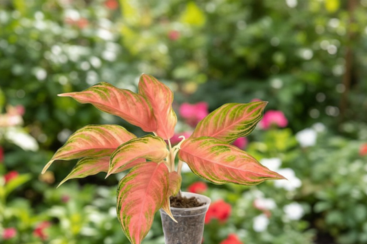 Aglaonema Panama Pink Live Plant 4 Inch Pot Chinese Evergreen Houseplant Pink Foliage Indoor Plant Tropical Home Decor Gift