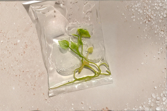 Anthurium Vittarifolium Variegated Tissue Culture Live Plant Rare Tropical Houseplant in 3 Inch Pot