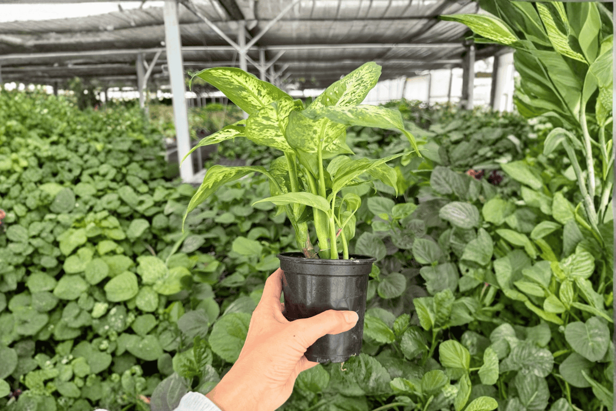 Dieffenbachia Compacta – 2 Exact Live Plants, 4-Inch Size – Dieffenbachia ‘Compacta’