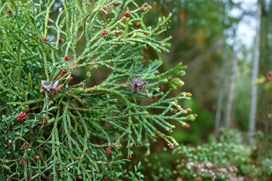 Atlantic White Cedar ‘Andelye Conica’ Live Plant 1 Gallon Pot – Chamaecyparis thyoides Native Evergreen Tree Compact Conifer