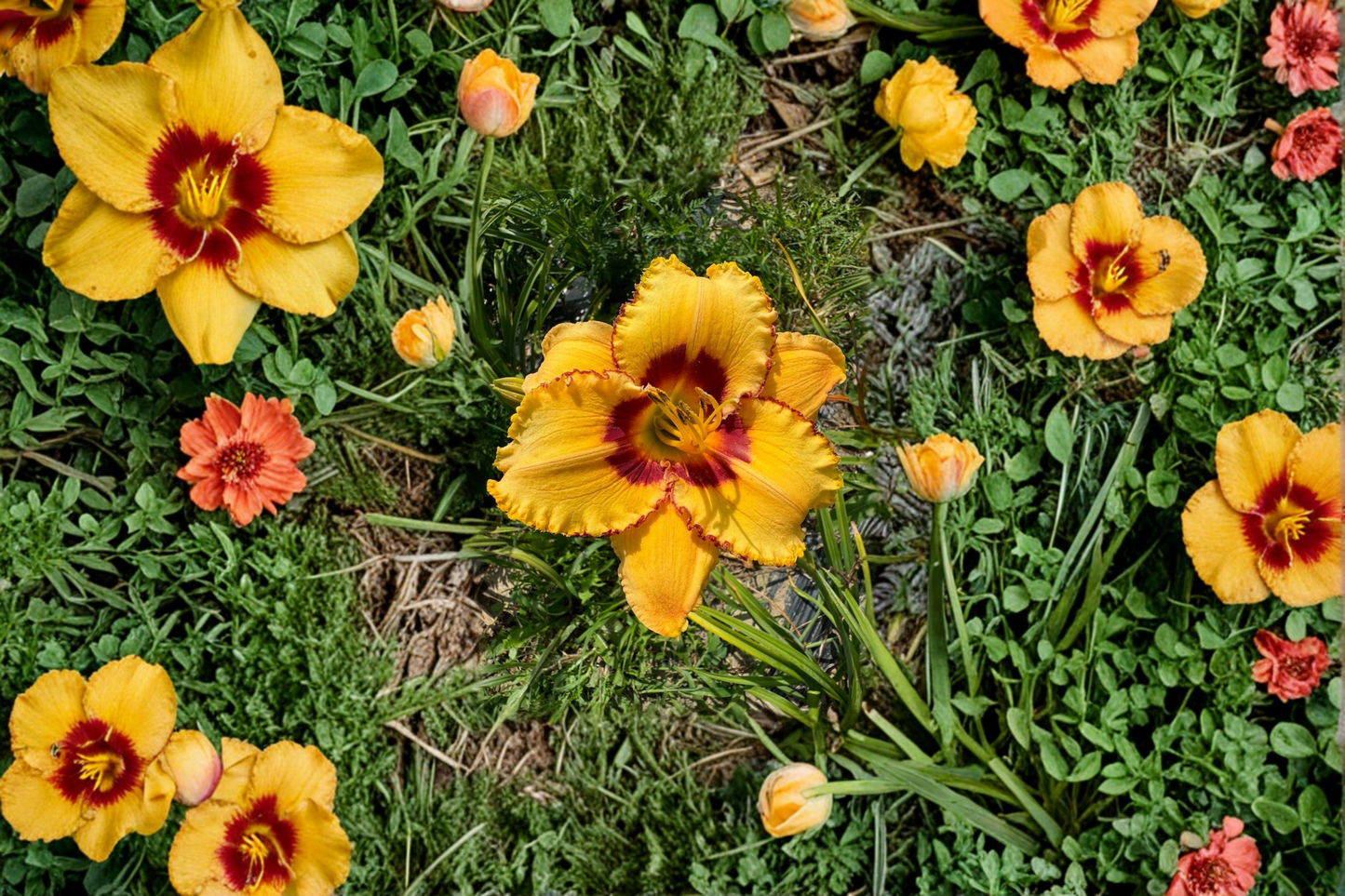 Daylily ‘Two Part Harmony’ 3 Bare Root Plants – Pink Yellow Hemerocallis Perennial for Summer Garden Flowers
