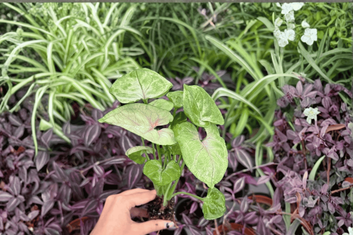 Syngonium Mango Allusion 2 Exact Starter Plants – Syngonium podophyllum Bare Root