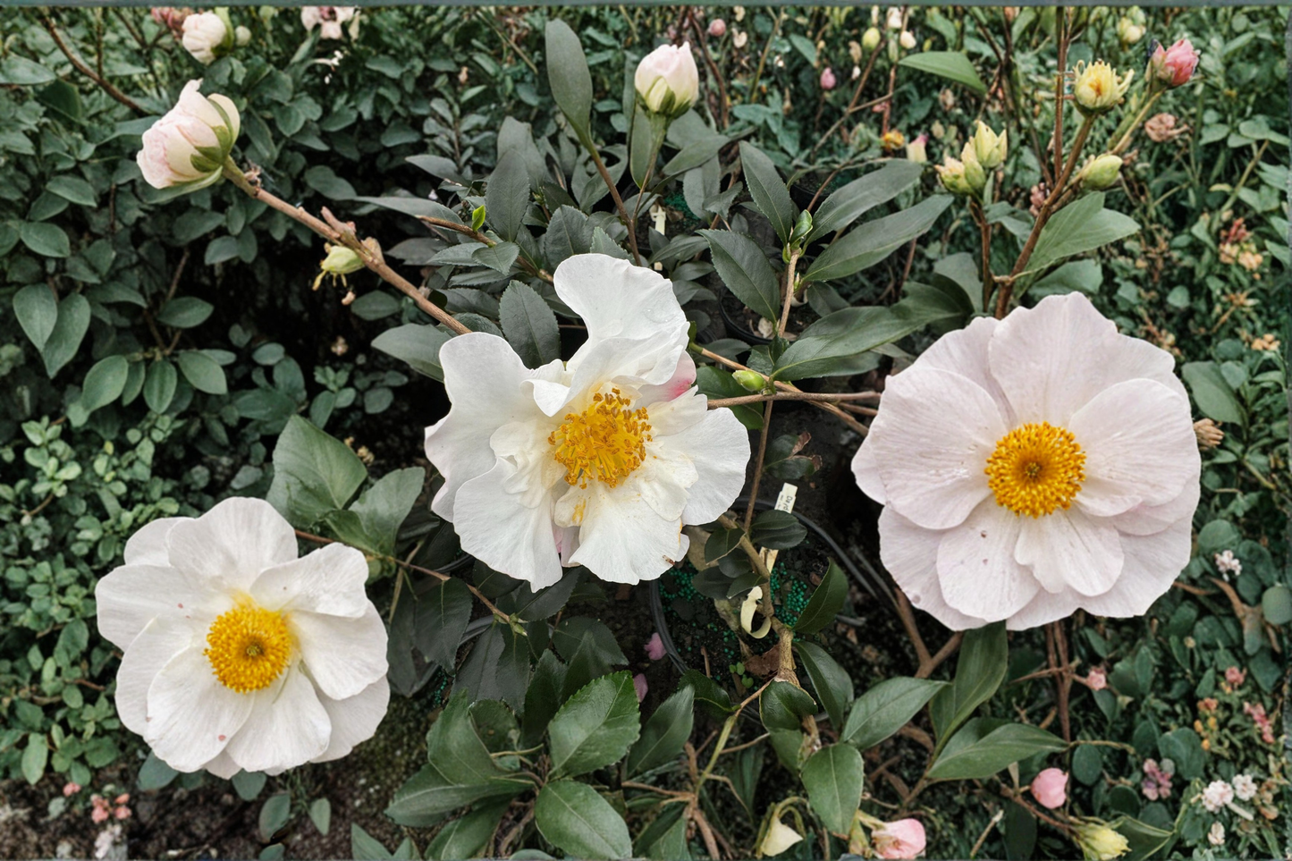 Daydream Camellia 1 Gallon Live Plant – Camellia sasanqua Pink Fall Blooming Evergreen Shrub Shade Garden