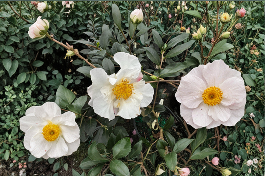 Daydream Camellia 1 Gallon Live Plant – Camellia sasanqua Pink Fall Blooming Evergreen Shrub Shade Garden