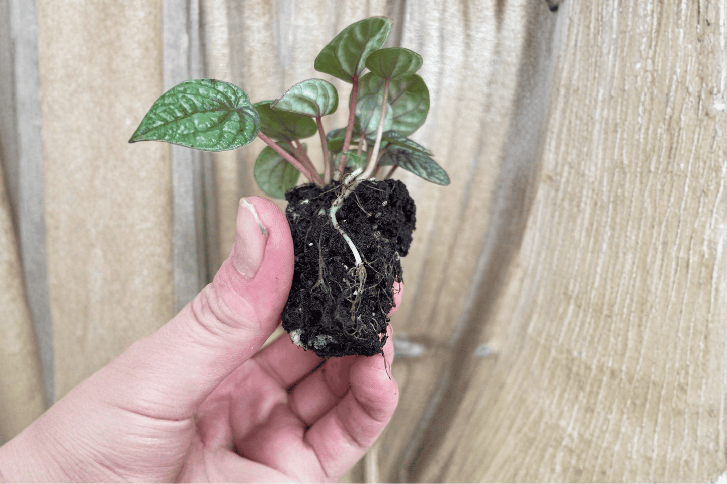 2 Peperomia 'Burbella' Starter Plants – Bare Root Live Peperomia Houseplants