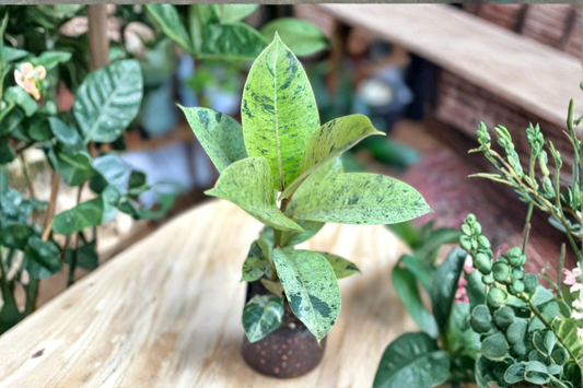Ficus Shivereana Moonshine Live Plant Variegated Rubber Plant Rare Indoor Tropical Houseplant Gift