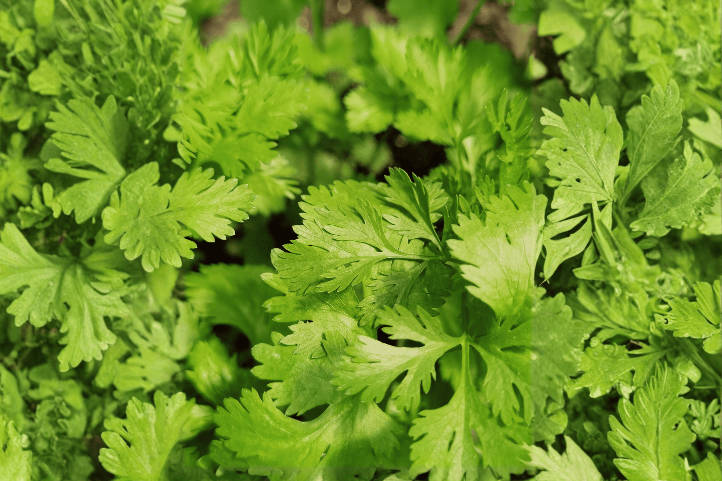 Calypso Cilantro 1 Live Plant – 4-Inch Pot – Coriandrum sativum ‘Calypso’