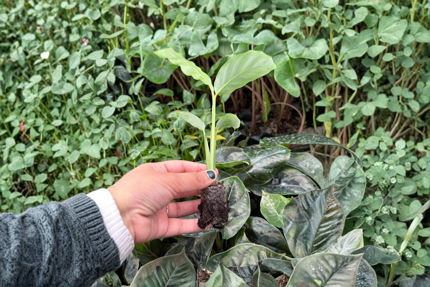 2 Calathea Zebrina Live Starter Plants – Bare Root with Soil Pod (Goeppertia zebrina)
