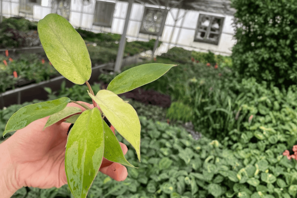 2 Philodendron Snowdrift Starter Plants – Variegated Philodendron