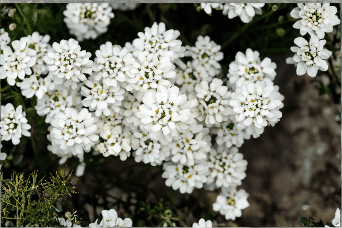 Alexander’s White Candytuft – 1 Live Plant, 1-Gallon Size – Iberis sempervirens ‘Alexander’s White’