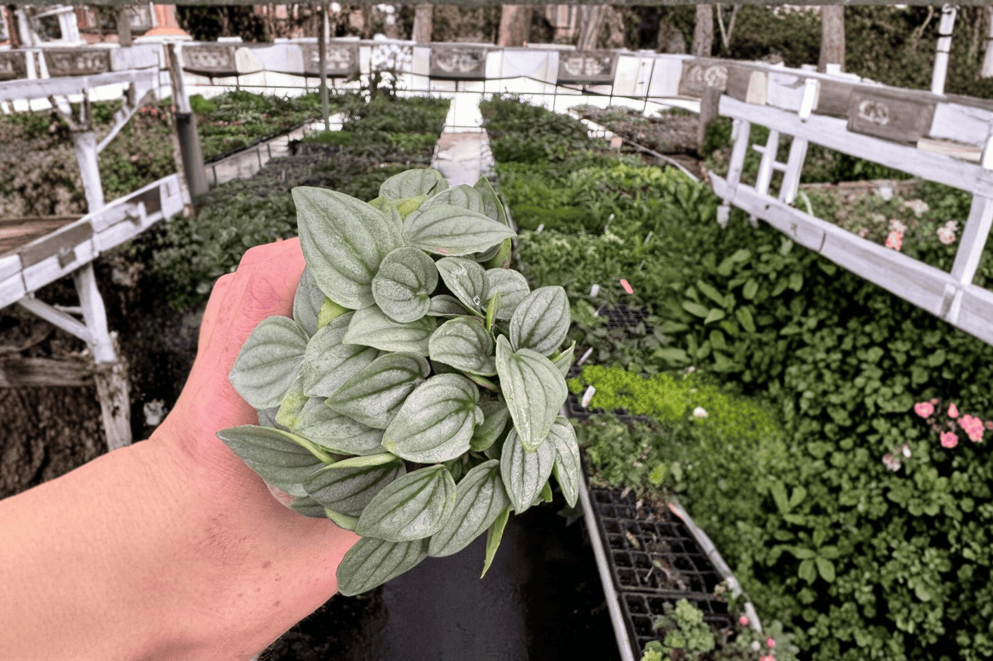 Peperomia Napoli Nights 2 Live Plants – 4-Inch Pots – Peperomia ‘Napoli Nights’