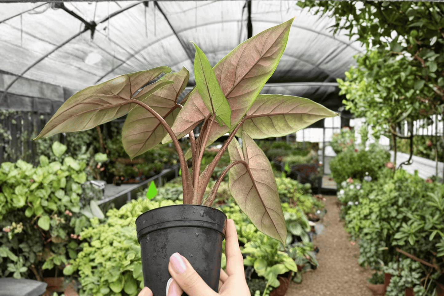 Alocasia scalprum 2 Exact Live Plants – Specific 4-Inch Pots