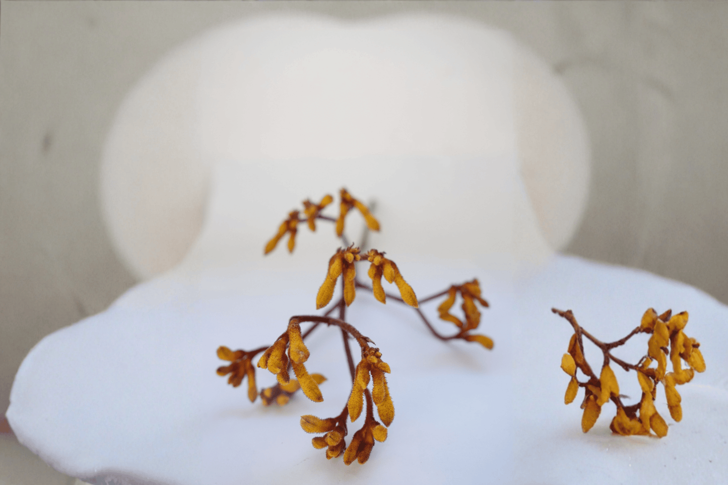 Bush Blitz Kangaroo Paw 1 Gallon Live Plant – Anigozanthos ‘Bush Blitz’