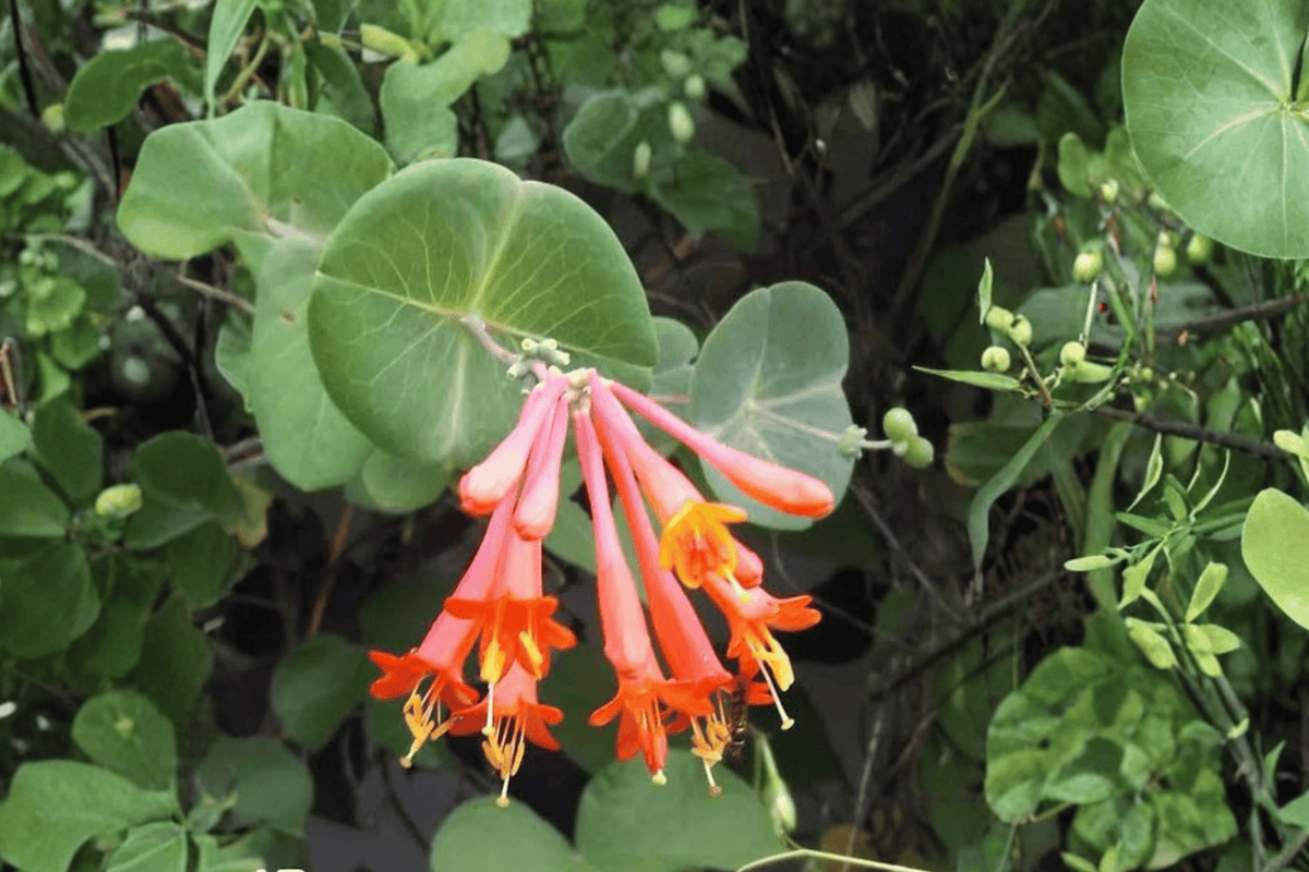 Coral Star Honeysuckle 1 Live Vine – Lonicera × ‘Celestial’ – 3 Gallon Pot with Trellis
