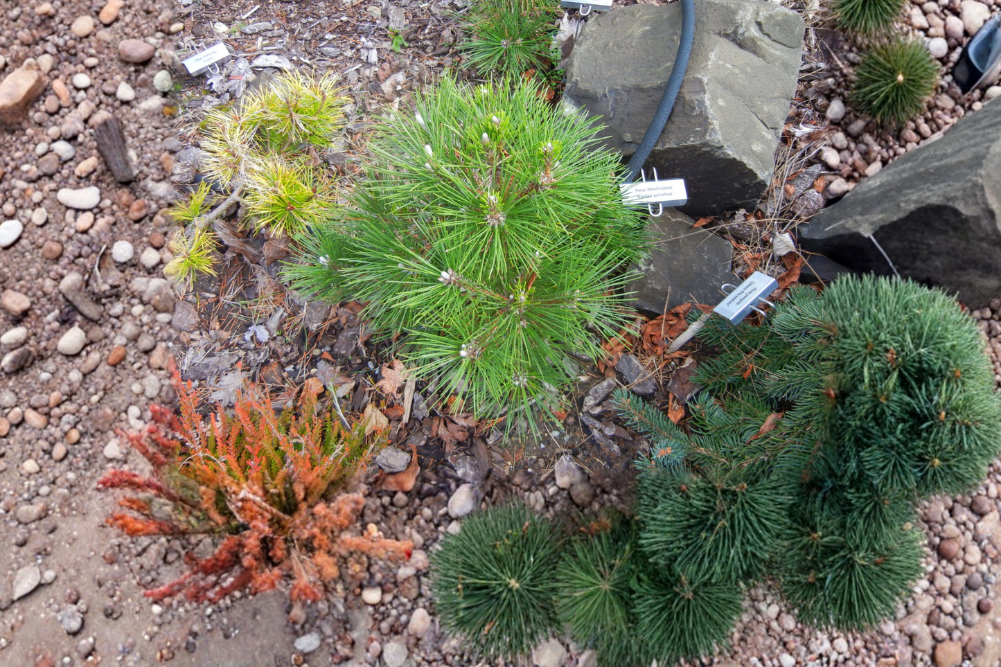 Japanese Black Pine Bonsai Tree 12” Tall – Pinus thunbergii ‘Kyokko Yatsubusa’ Dwarf Pine in 1 Gallon Pot
