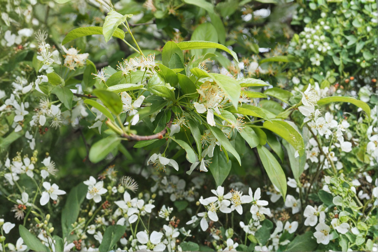 Downy Serviceberry Live Tree – 12–18 Inches Tall – Amelanchier arborea