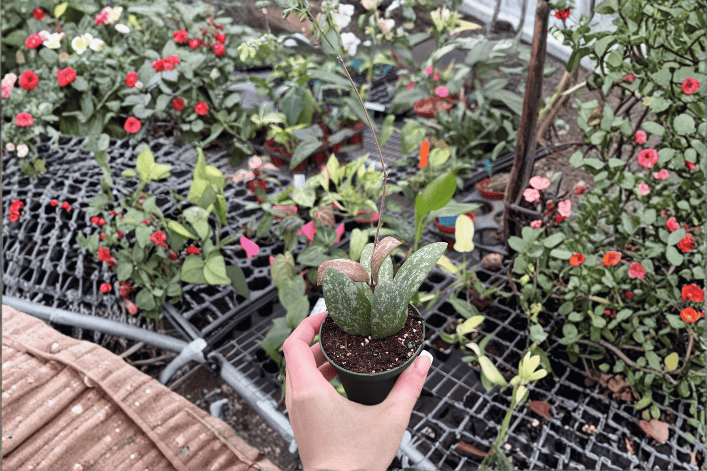 Hoya Sigillatis Splash Live Starter Plant – 2 Plants Bare Root – Hoya sigillatis – Originally Grown in 2" Pot