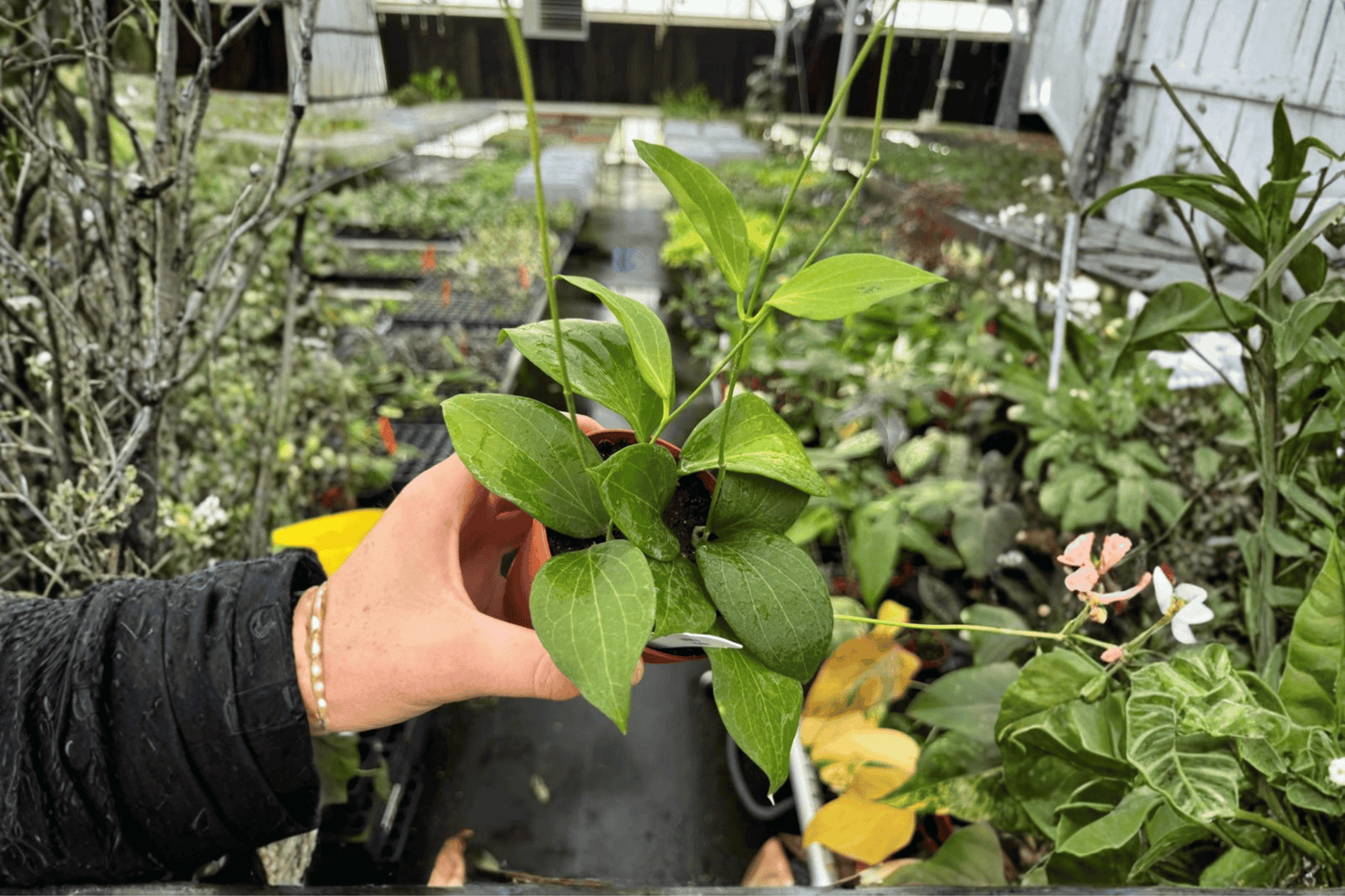 2 Hoya pottsii Live Plants in 4-Inch Pots – Hoya pottsii