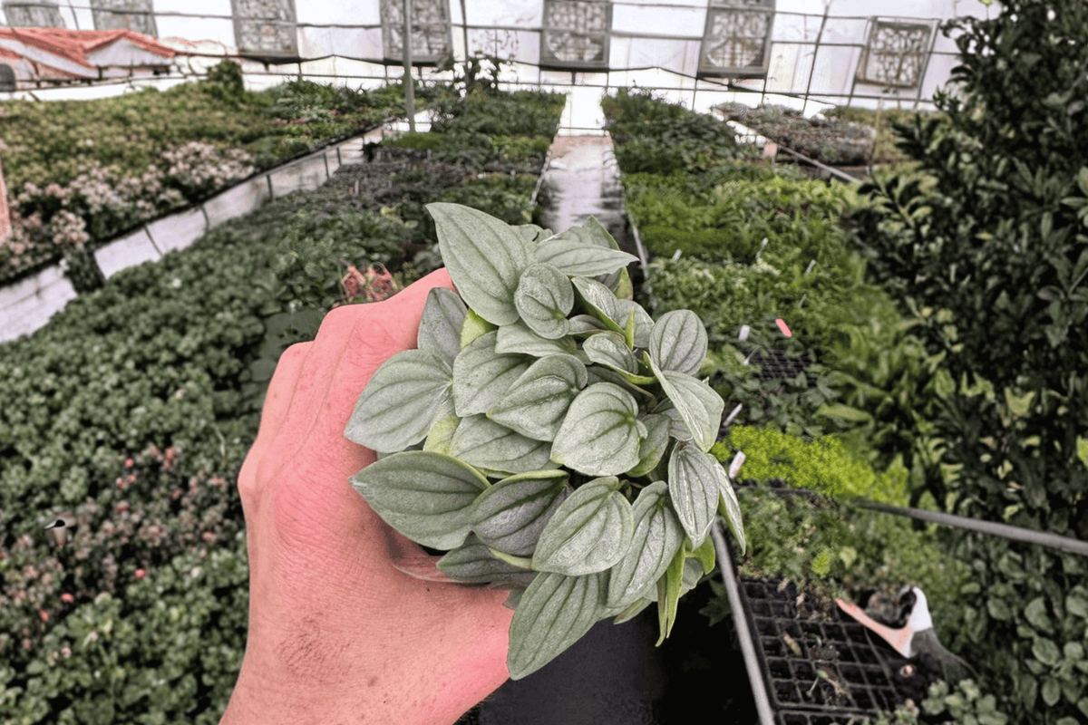 Peperomia Napoli Nights 2 Live Plants – Peperomia ‘Napoli Nights’ 4” Size Bare Root