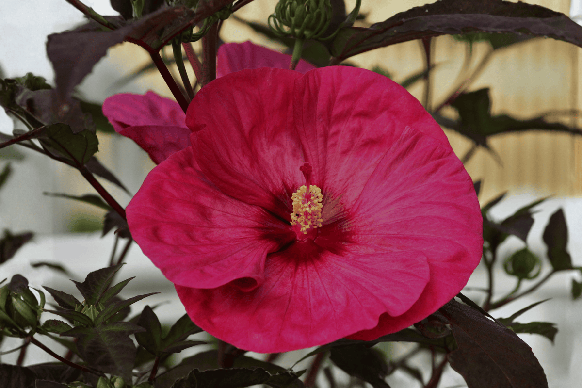 Midnight Marvel Hardy Hibiscus 1 Live Plant, 2 Gallon – Hibiscus ‘Midnight Marvel’