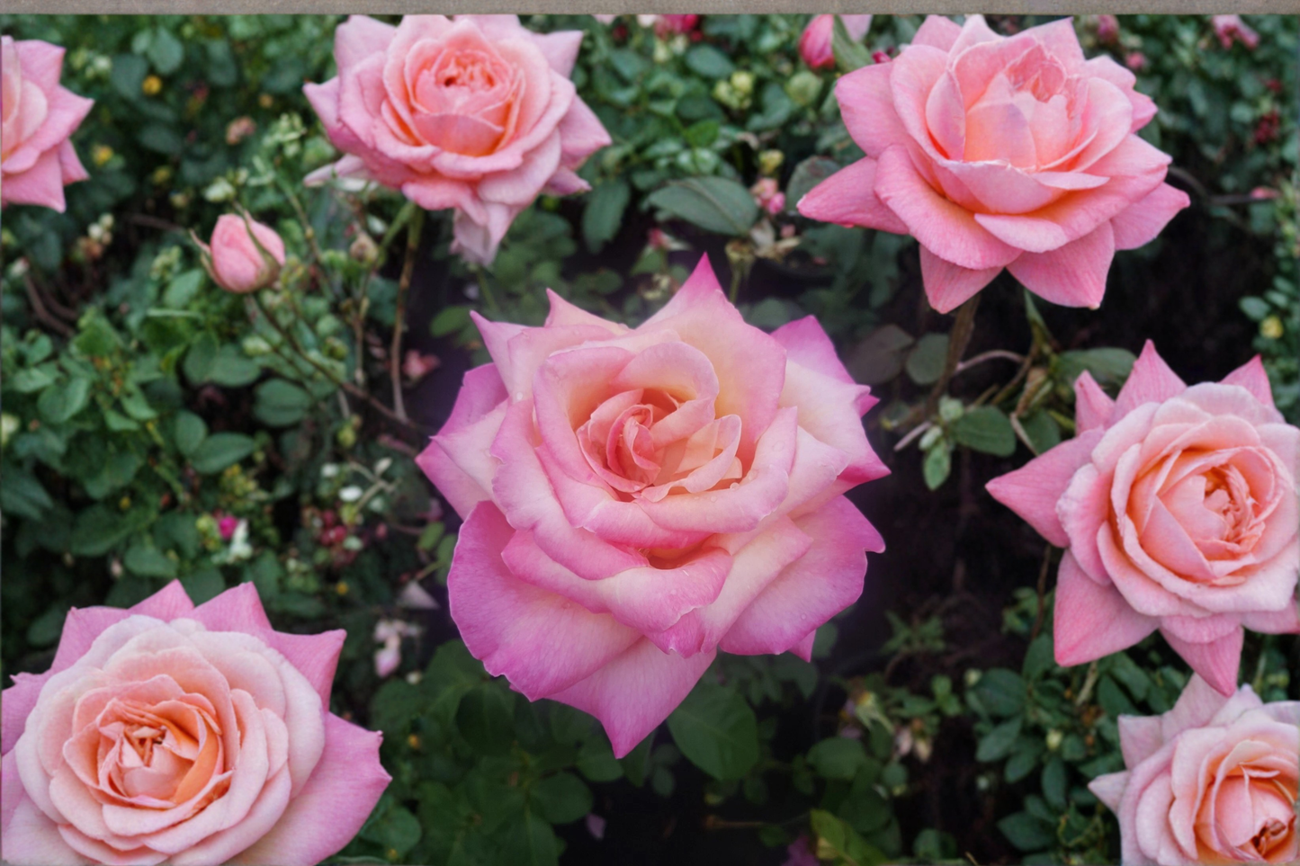 Kordes Perfecta Hybrid Tea Rose 1 Gallon Live Plant, Everblooming Rose Bush for Garden Landscape