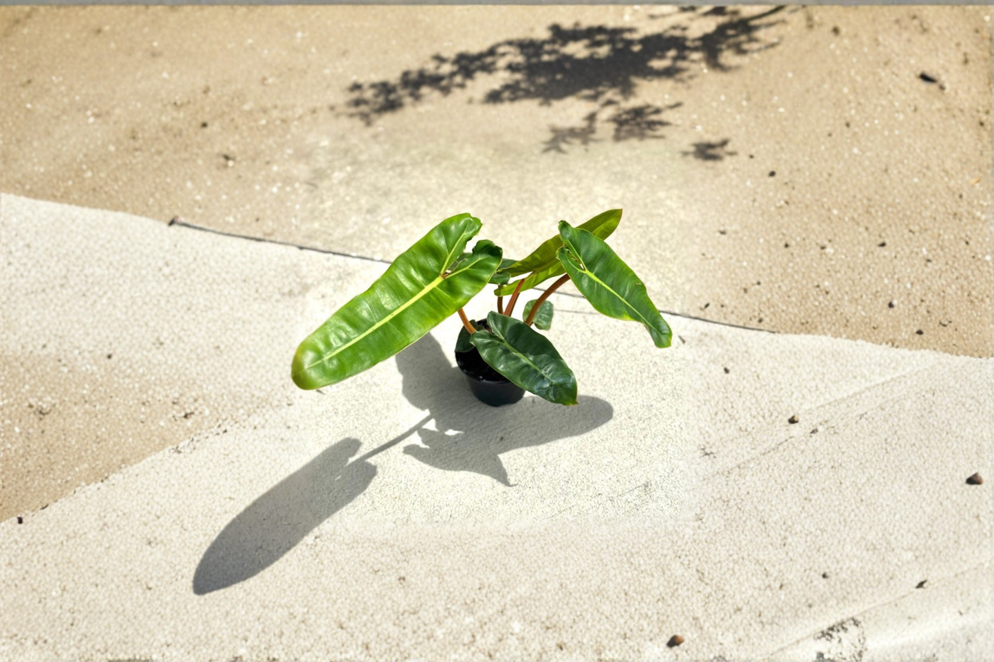 Philodendron Billietiae Live Plant 4 Inch Pot Rare Large Leaf Philodendron Indoor Houseplant Starter