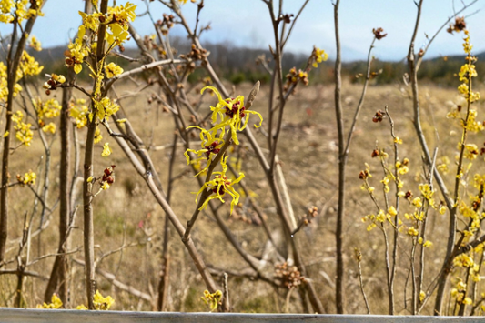 Early Bird Witch Hazel Live Plant 15 Inch Tall – Hamamelis x intermedia Yellow Winter Bloom Shrub Garden Plant 1 Year Graft