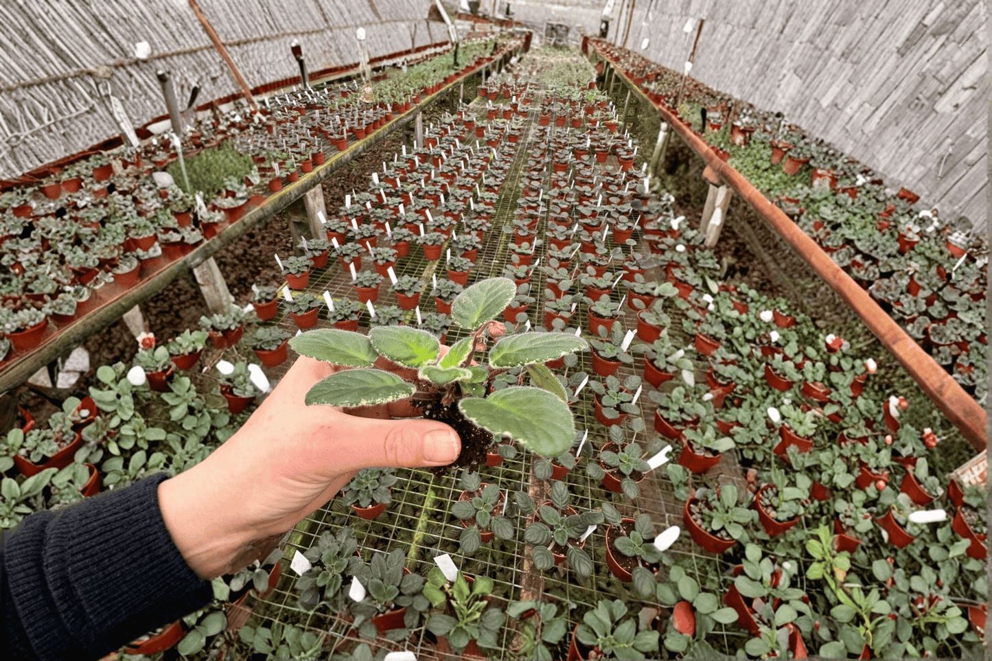 Ma’s Soirée African Violet 2 Starter Live Plants – Streptocarpus ionanthus ‘Ma’s Soirée’
