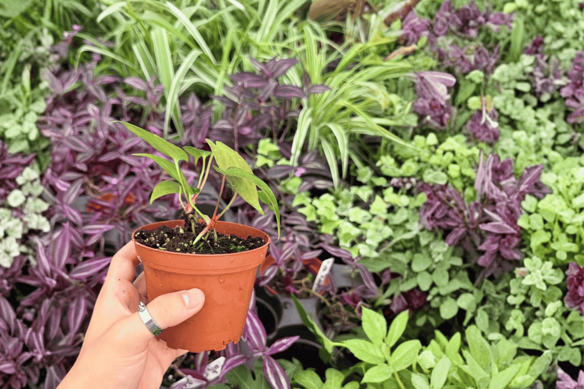 Anthurium Fort Sherman × Xone 2 Exact Live Plants – 4” Size