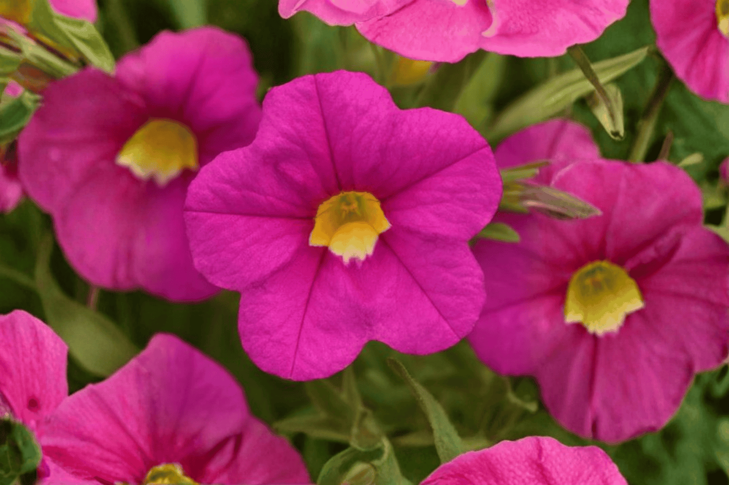 MiniFamous Uno Pink Million Bells 1 Live Plant – 4-Inch Pot – Calibrachoa