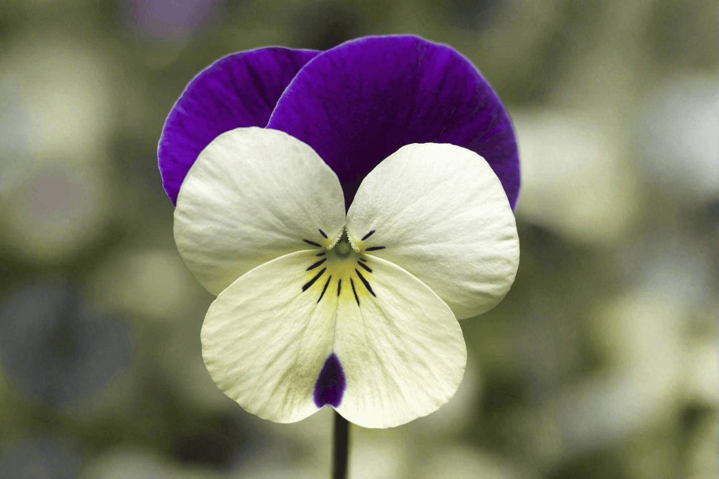 Penny White Jump-Up Horned Violet Live Plant – 4-Inch Pot – Viola cornuta 'Penny White Jump-Up'