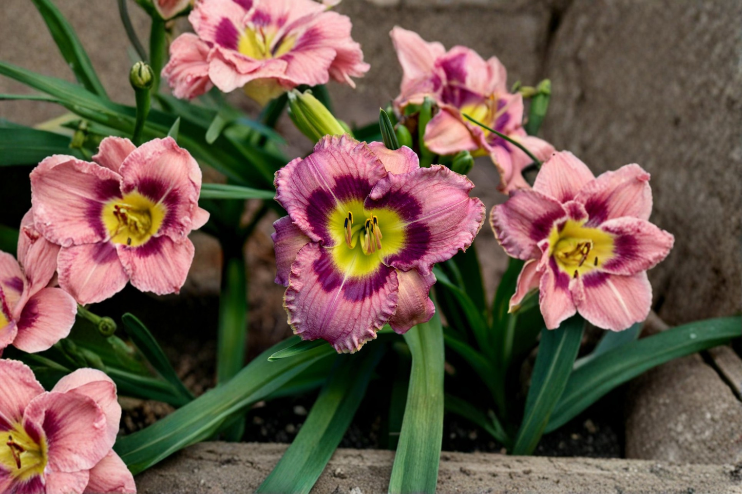 Always Afternoon Daylily Bare Root 3 Pack – Hemerocallis Perennial Flower Orange Red Blooms Garden Plant