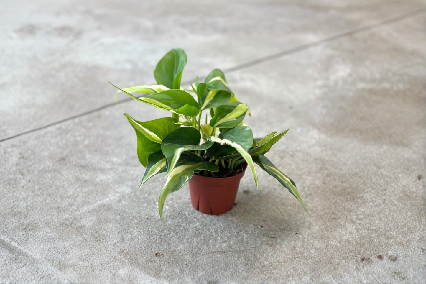 Philodendron Rio Live Plant Variegated Philodendron Starter Plant Rare Trailing Houseplant Indoor Tropical Plant Gift