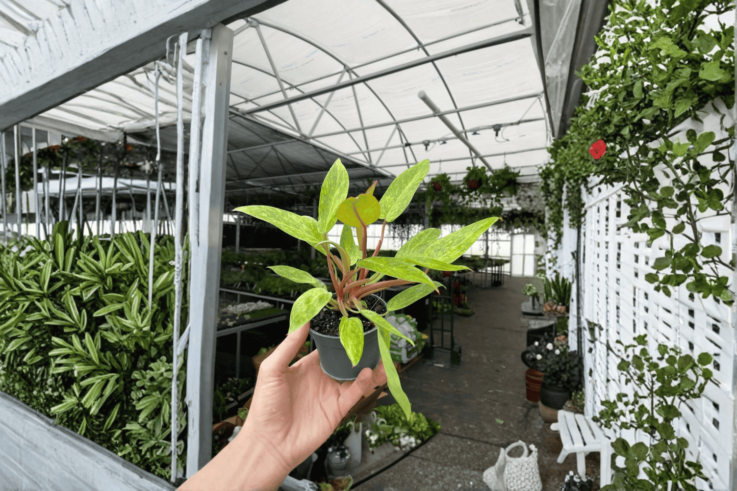 2 Philodendron 'Painted Lady' Live Plants in 4-Inch Pots – Variegated Tropical Houseplants